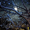 fig tree full moon